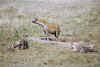 hyene marc.jpg (79253 Byte)